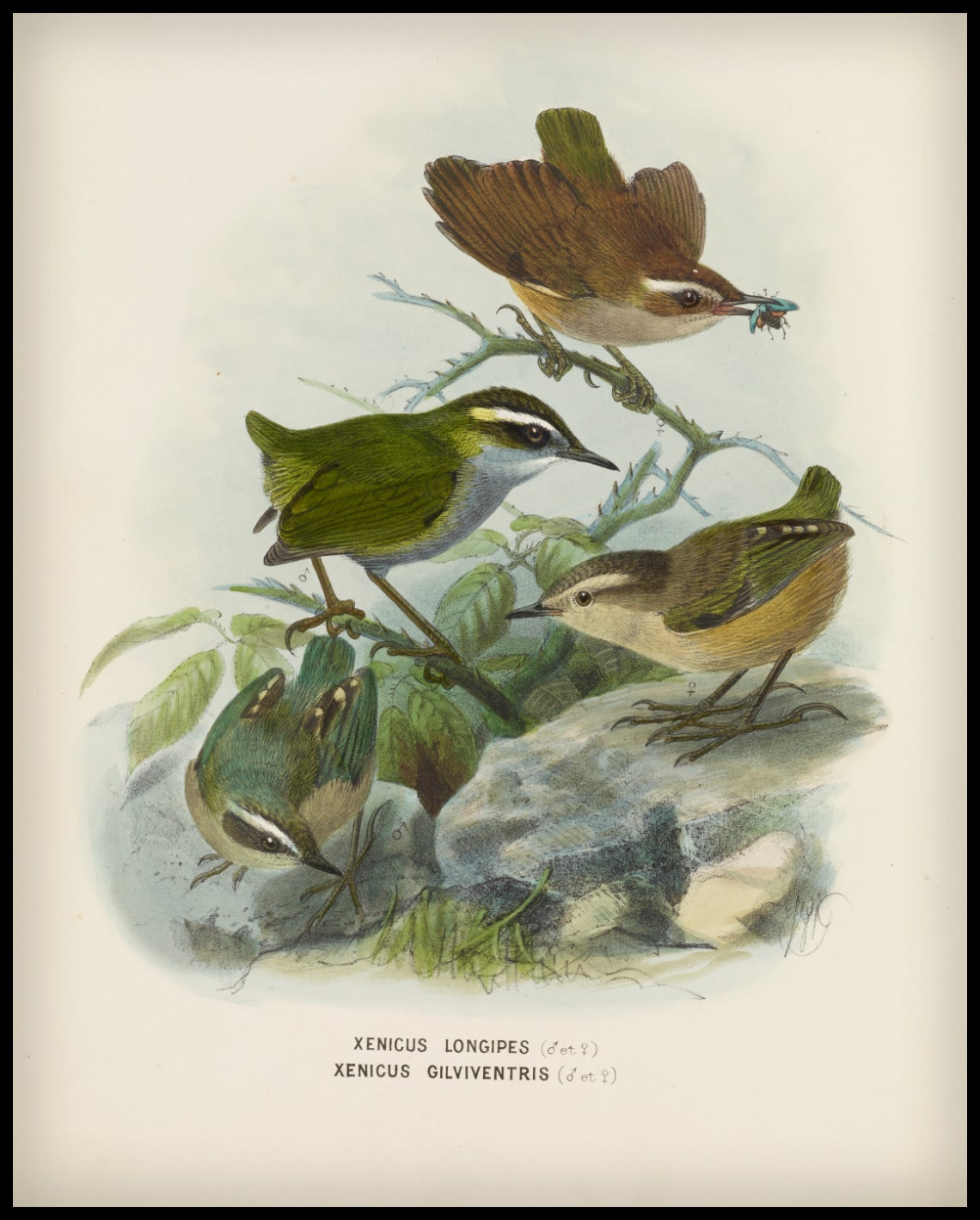 Xenicus Longipes & Xenicus Gilviventris