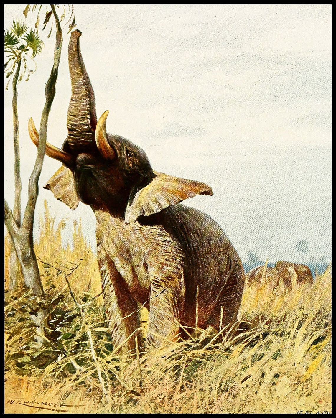 African Elephant