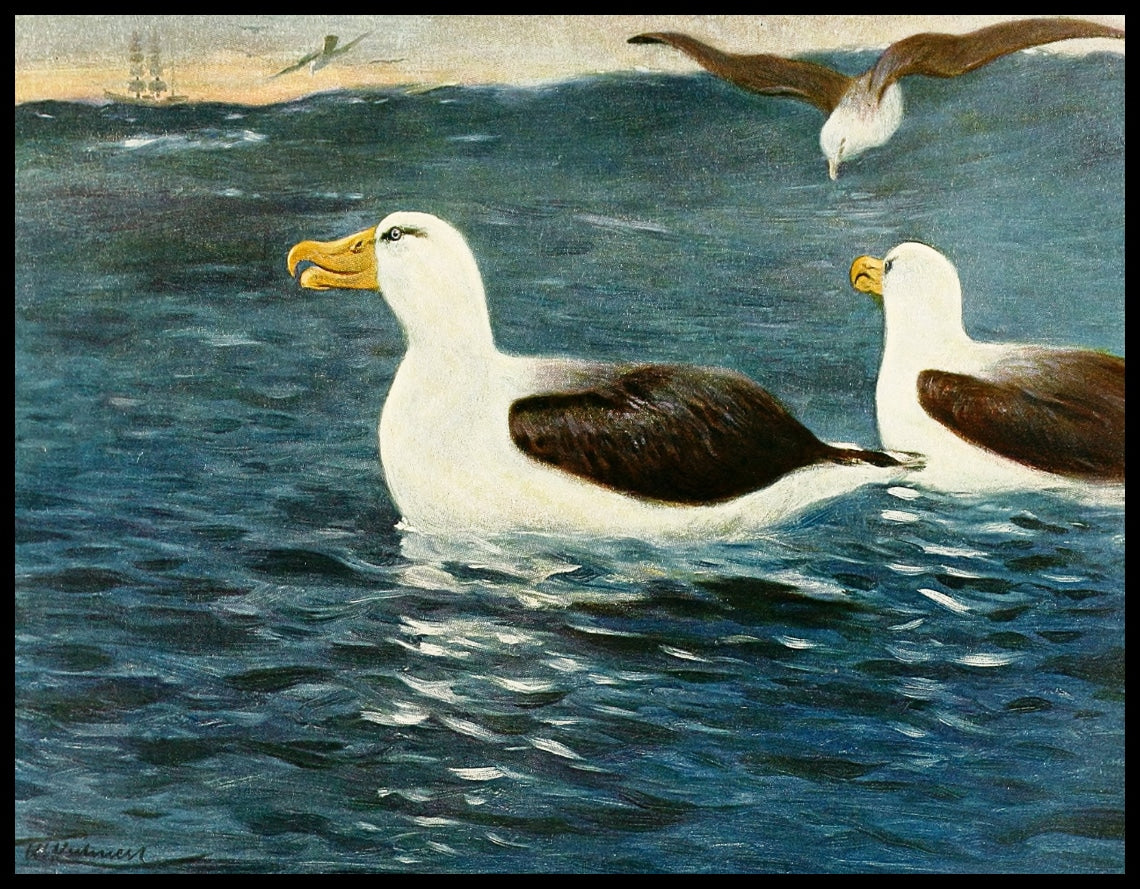 Albatross