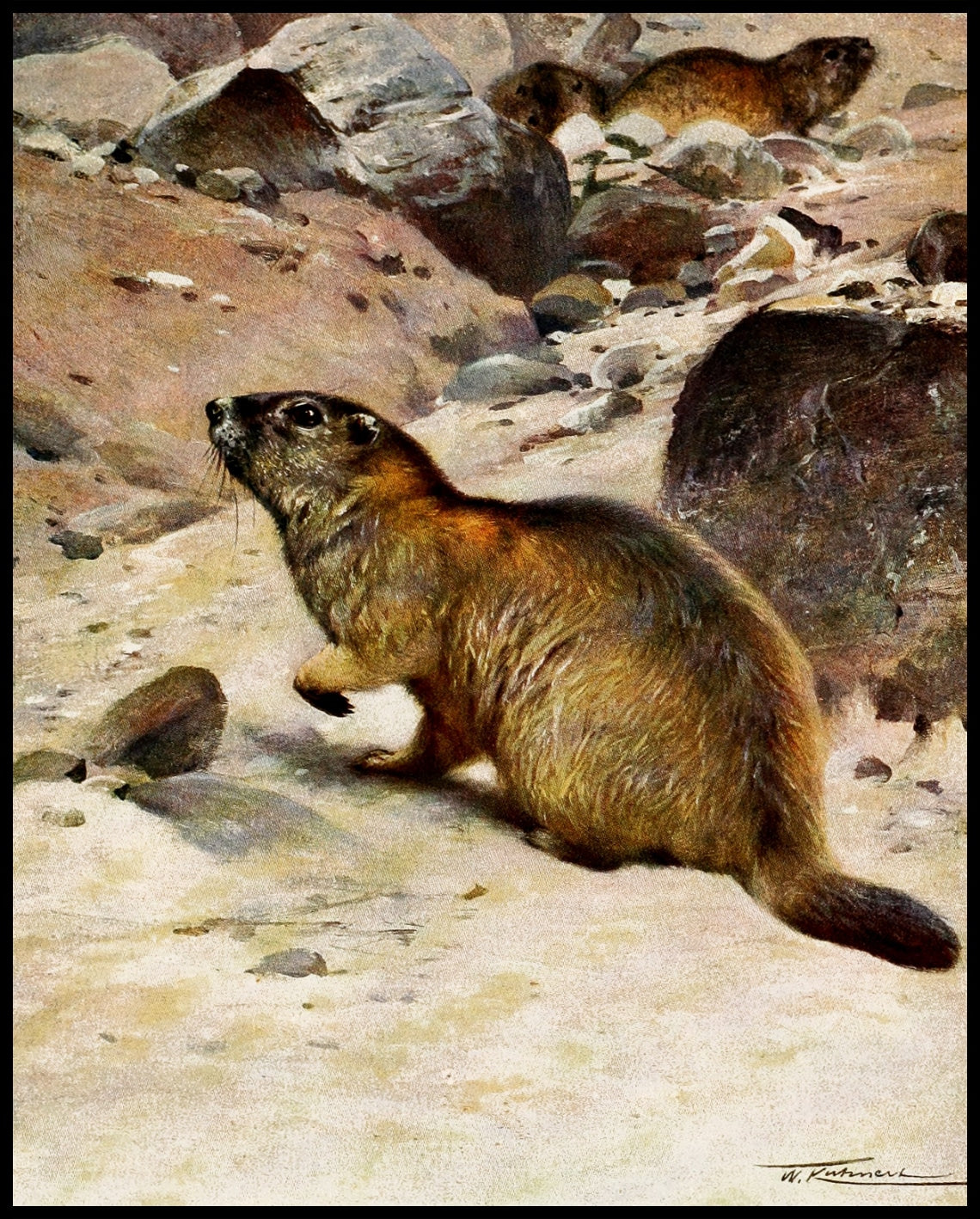 Alpine Marmot