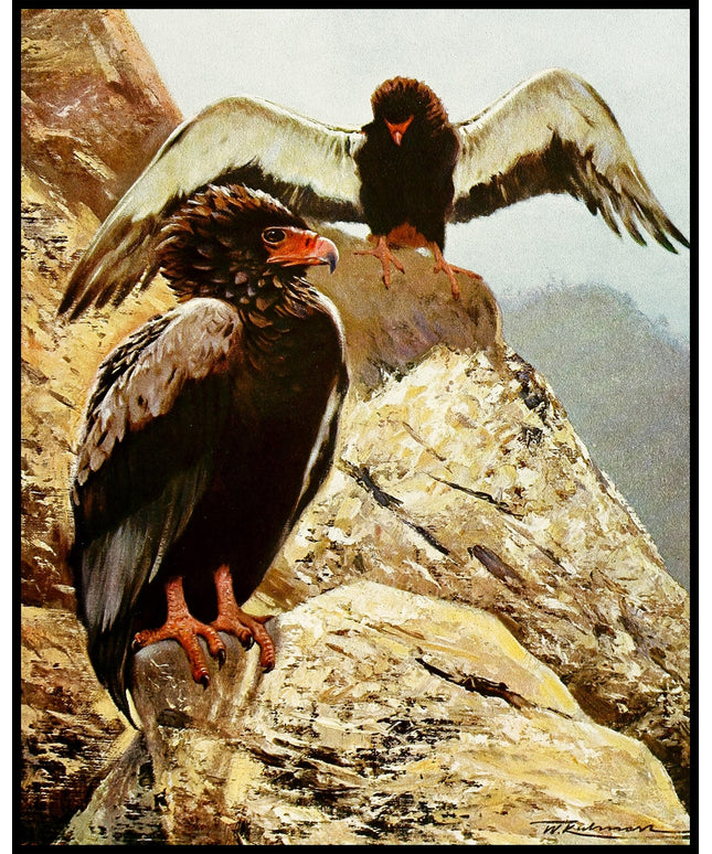 Bateleur Eagle