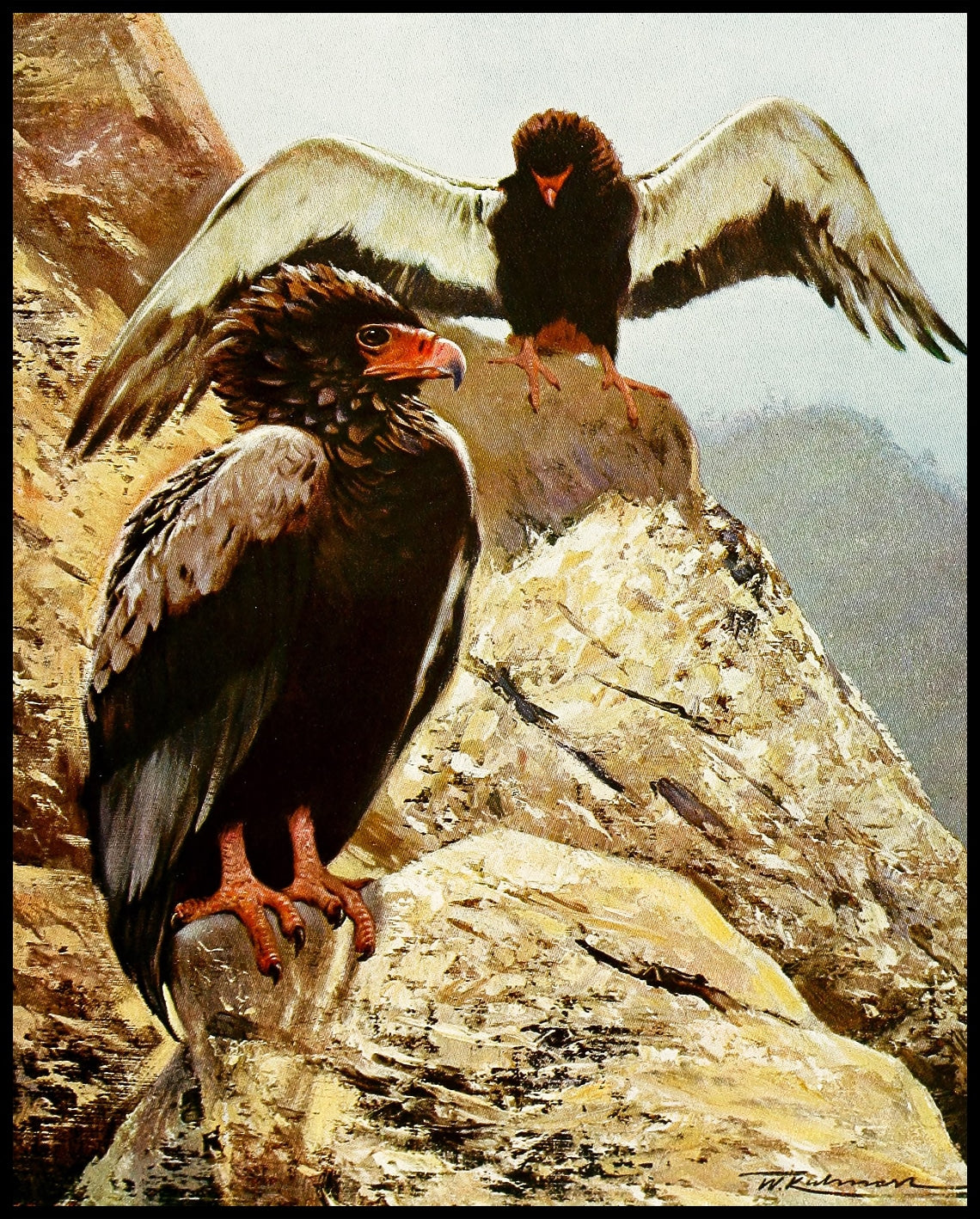 Bateleur Eagle