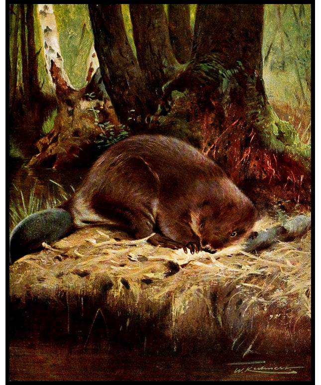 Beaver