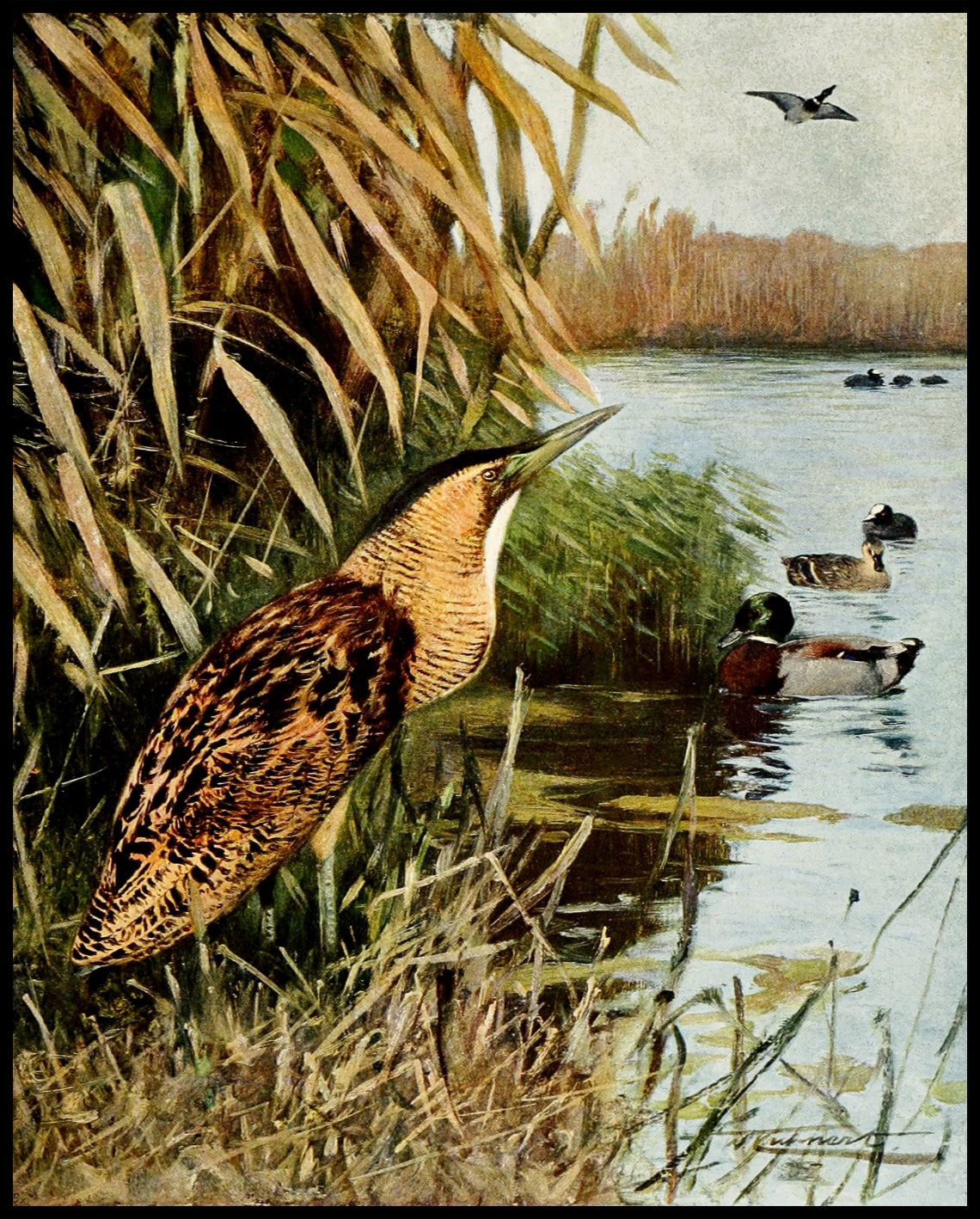 Bittern