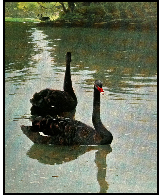 Black Swan