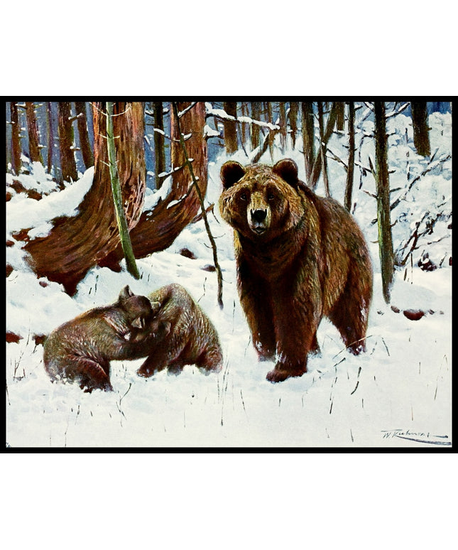 Brown Bear