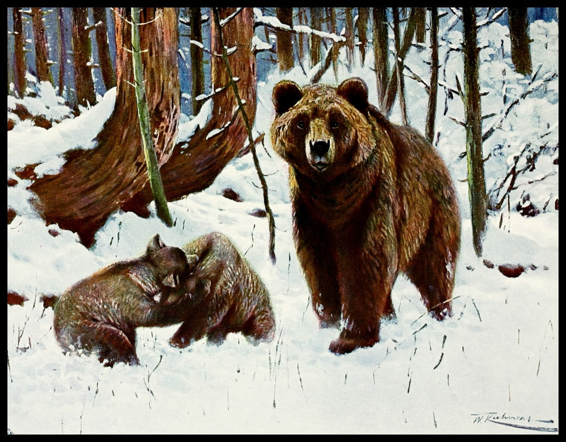 Brown Bear