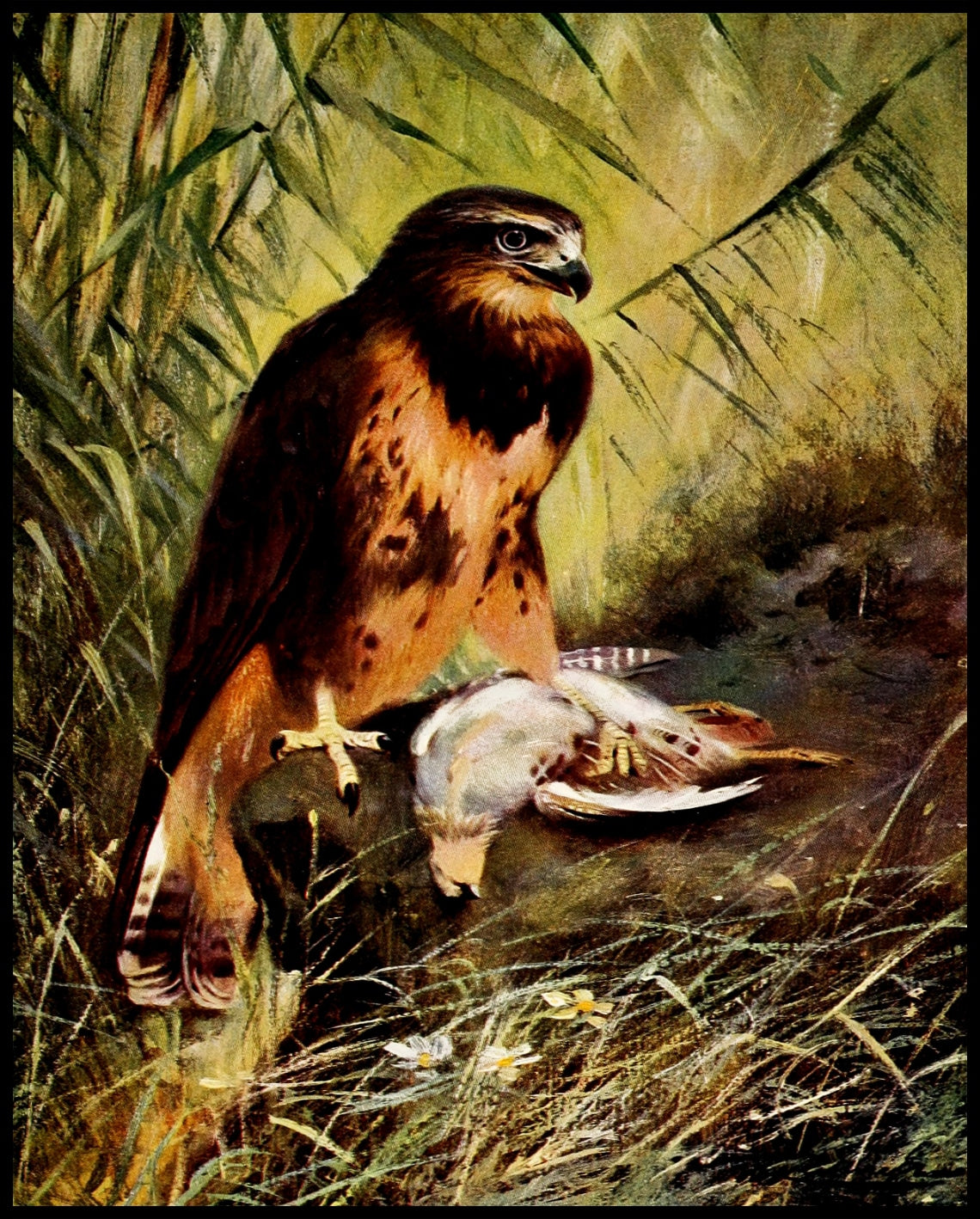Buzzard