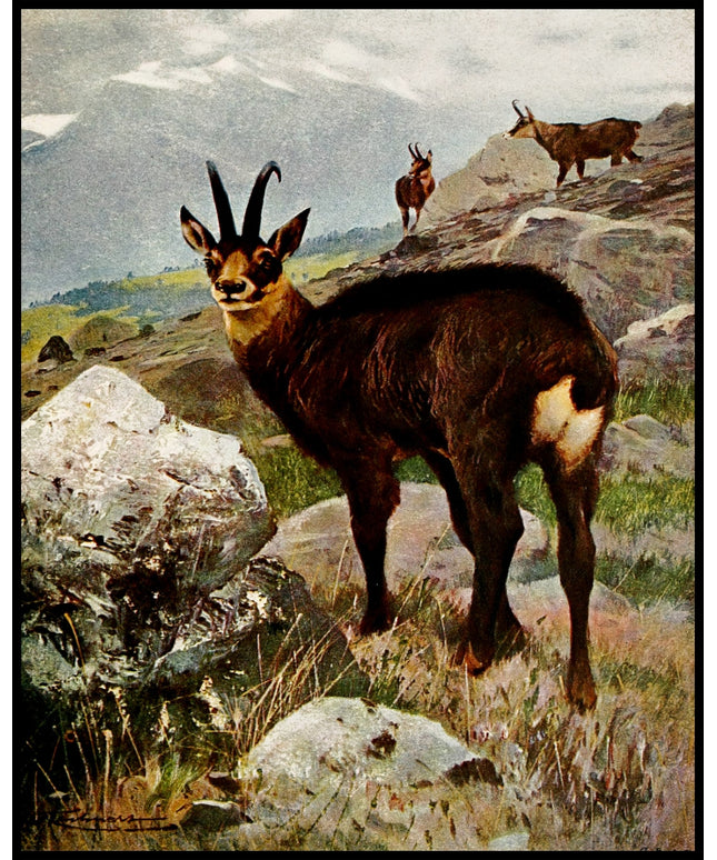 Chamois