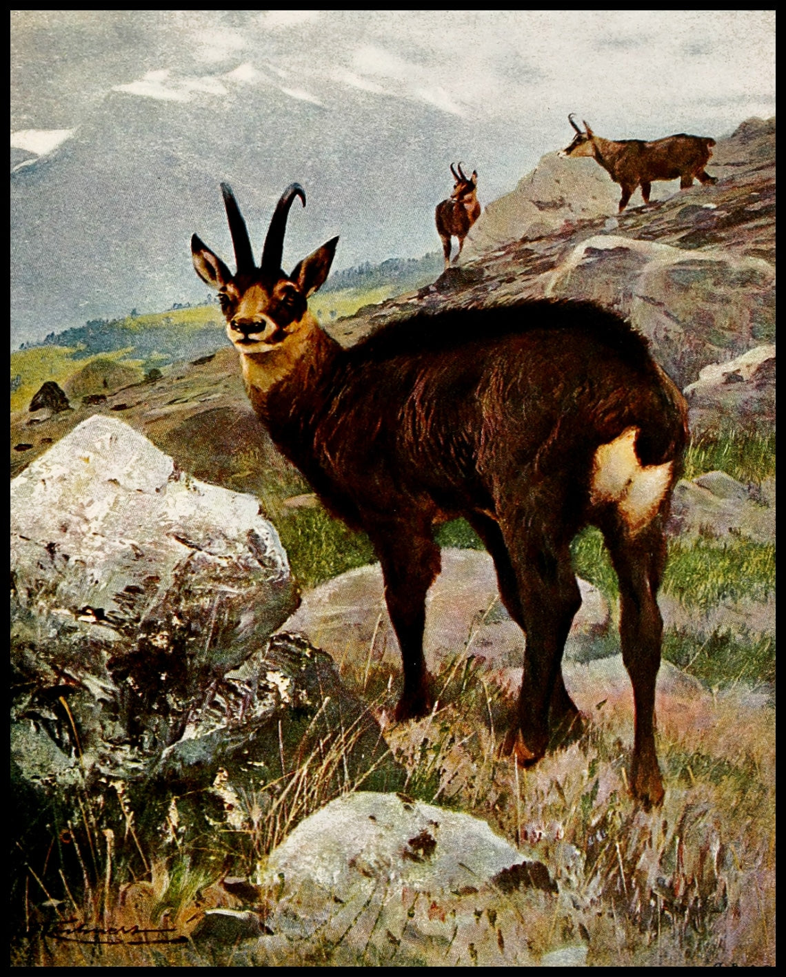 Chamois