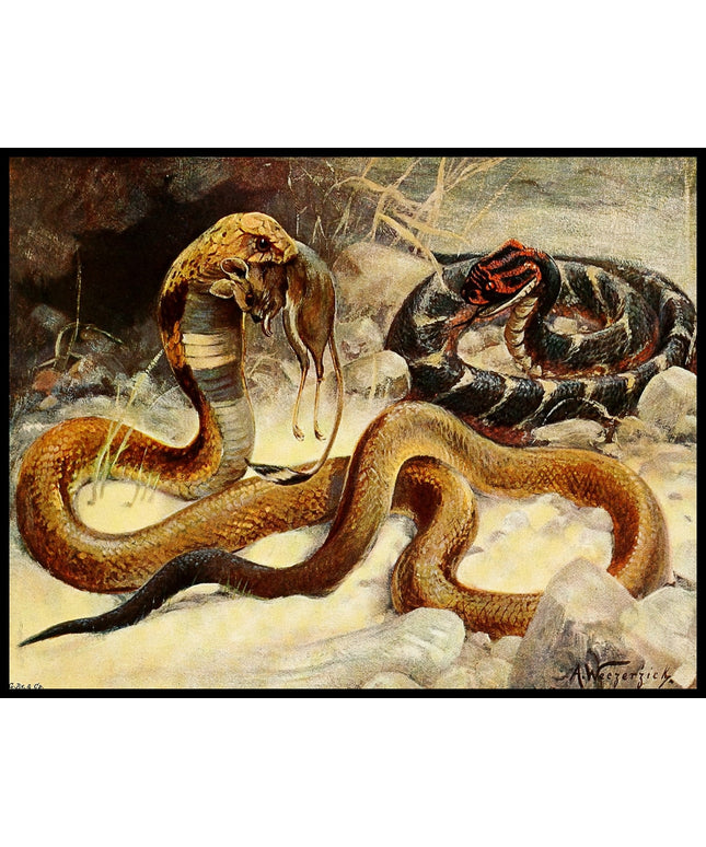 Cobra And Puff Adder