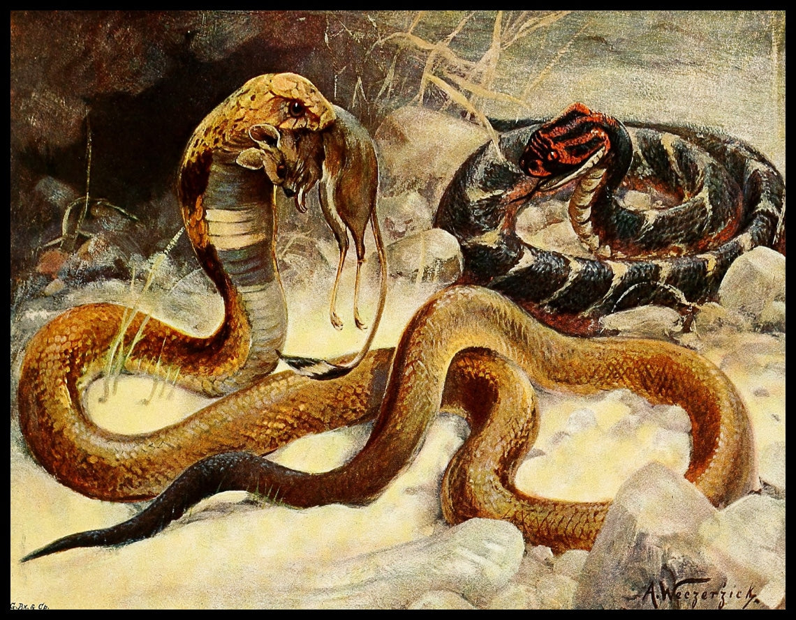 Cobra And Puff Adder