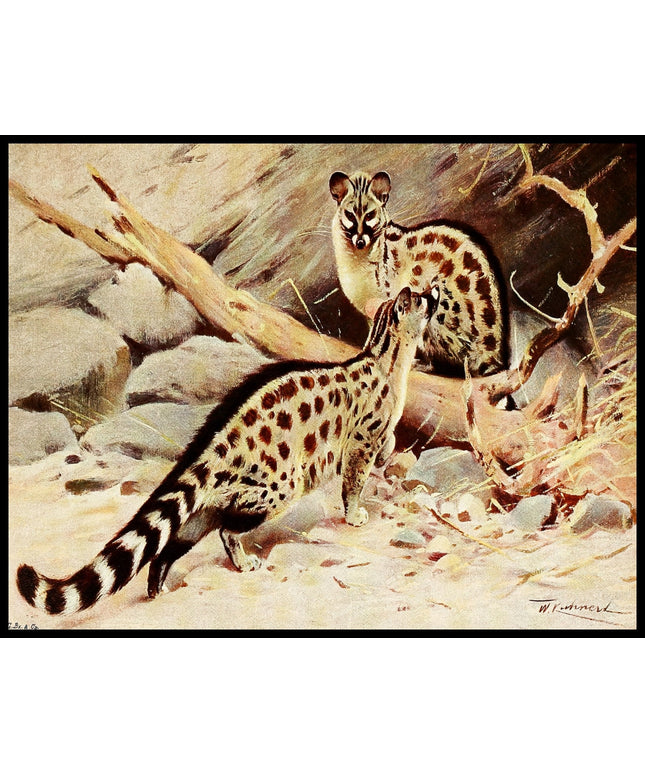 Dongola Genet