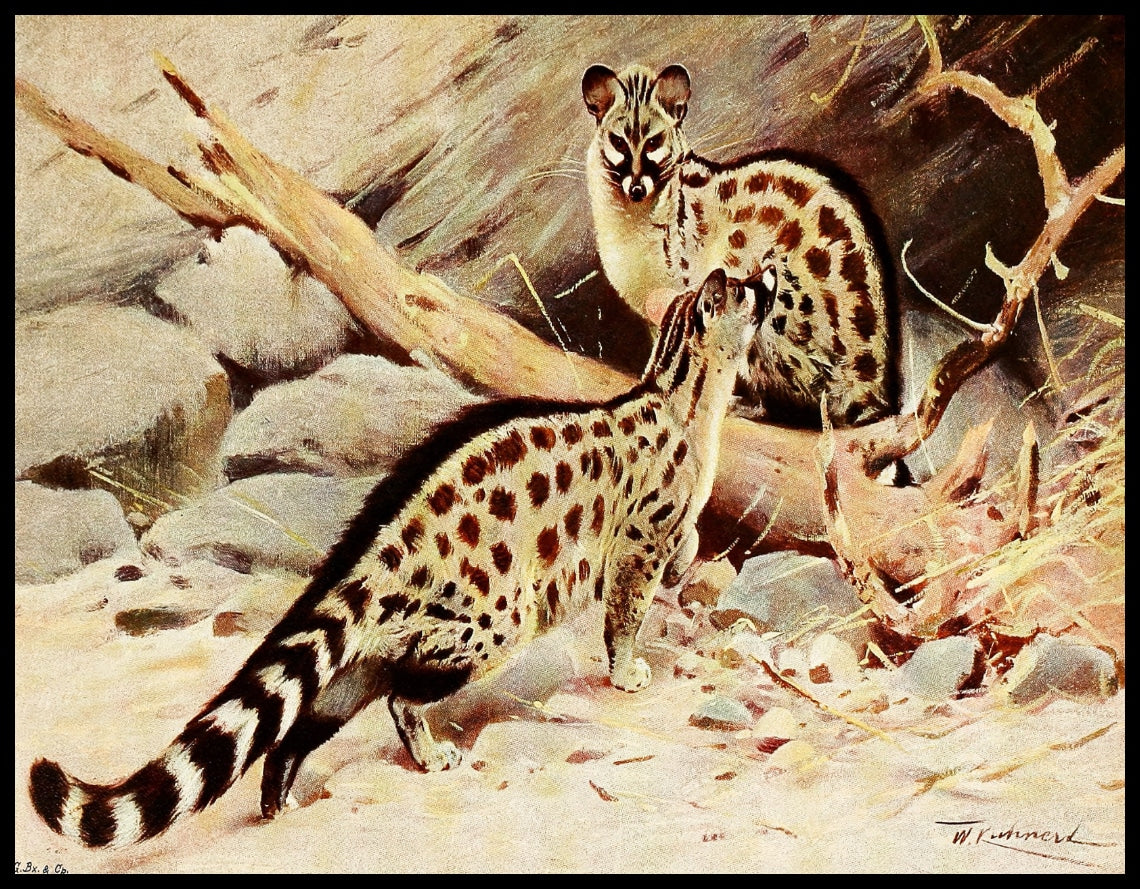 Dongola Genet