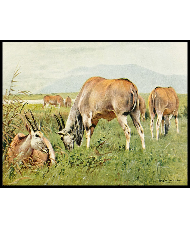 Eland