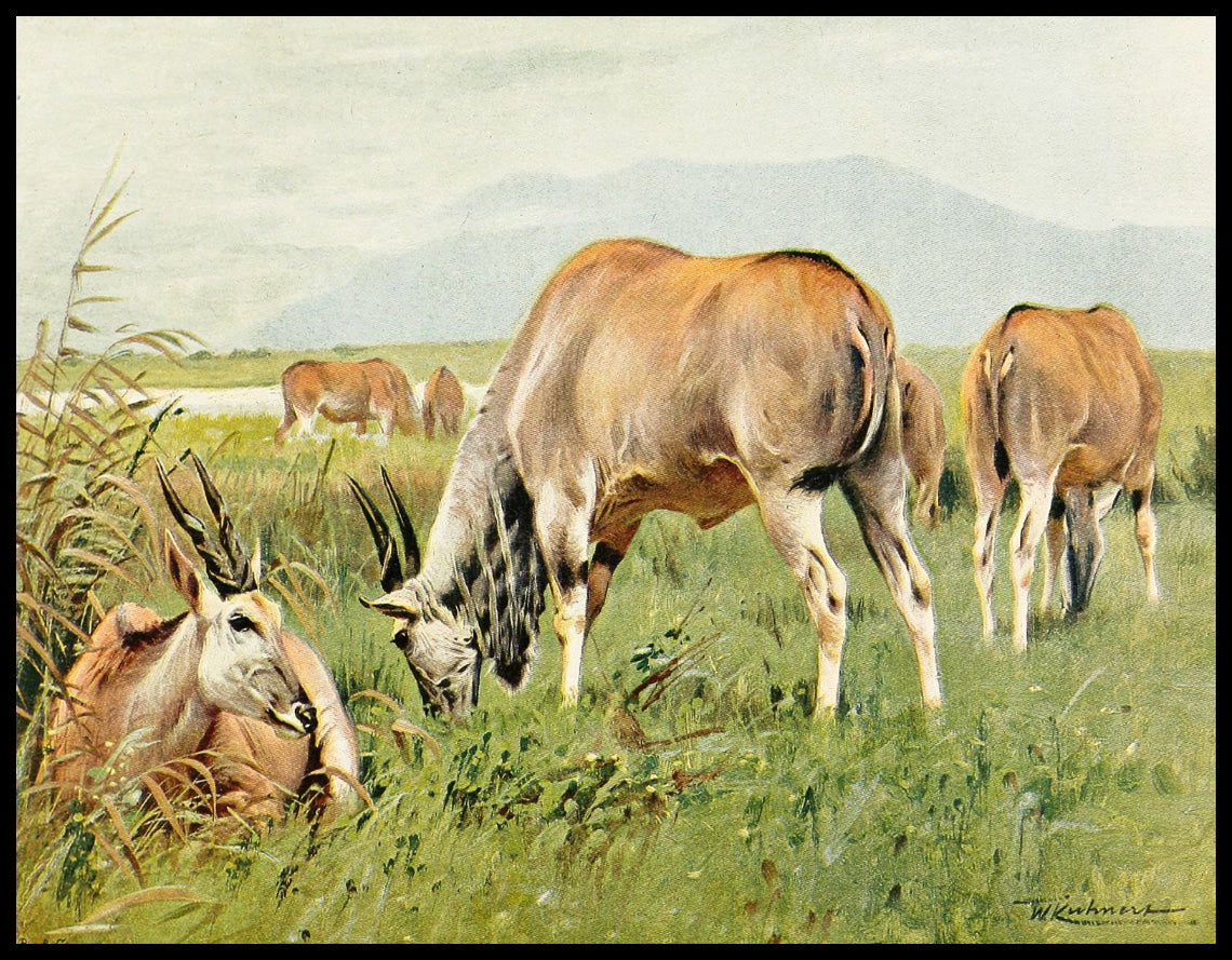 Eland