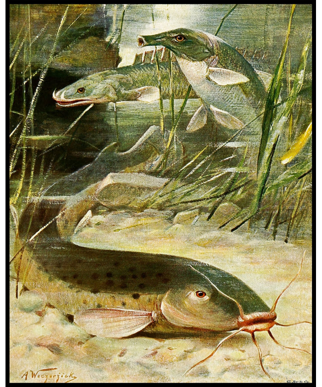 Electric Catfish