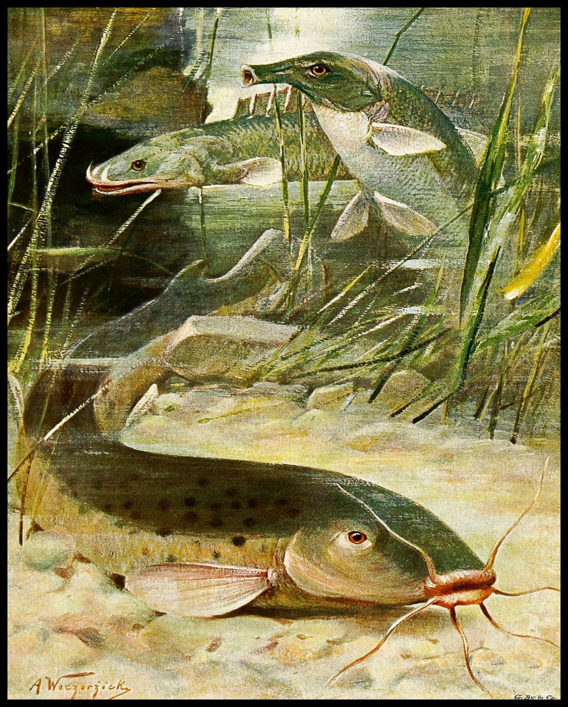 Electric Catfish