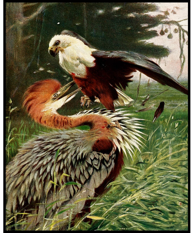 Giant Heron And Sea Eagle