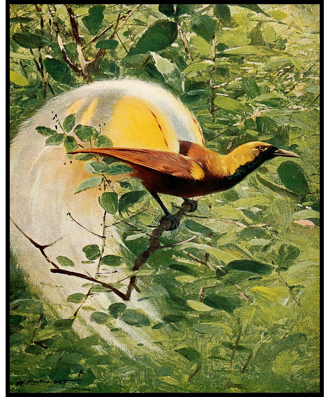 Great Bird Of Paradise