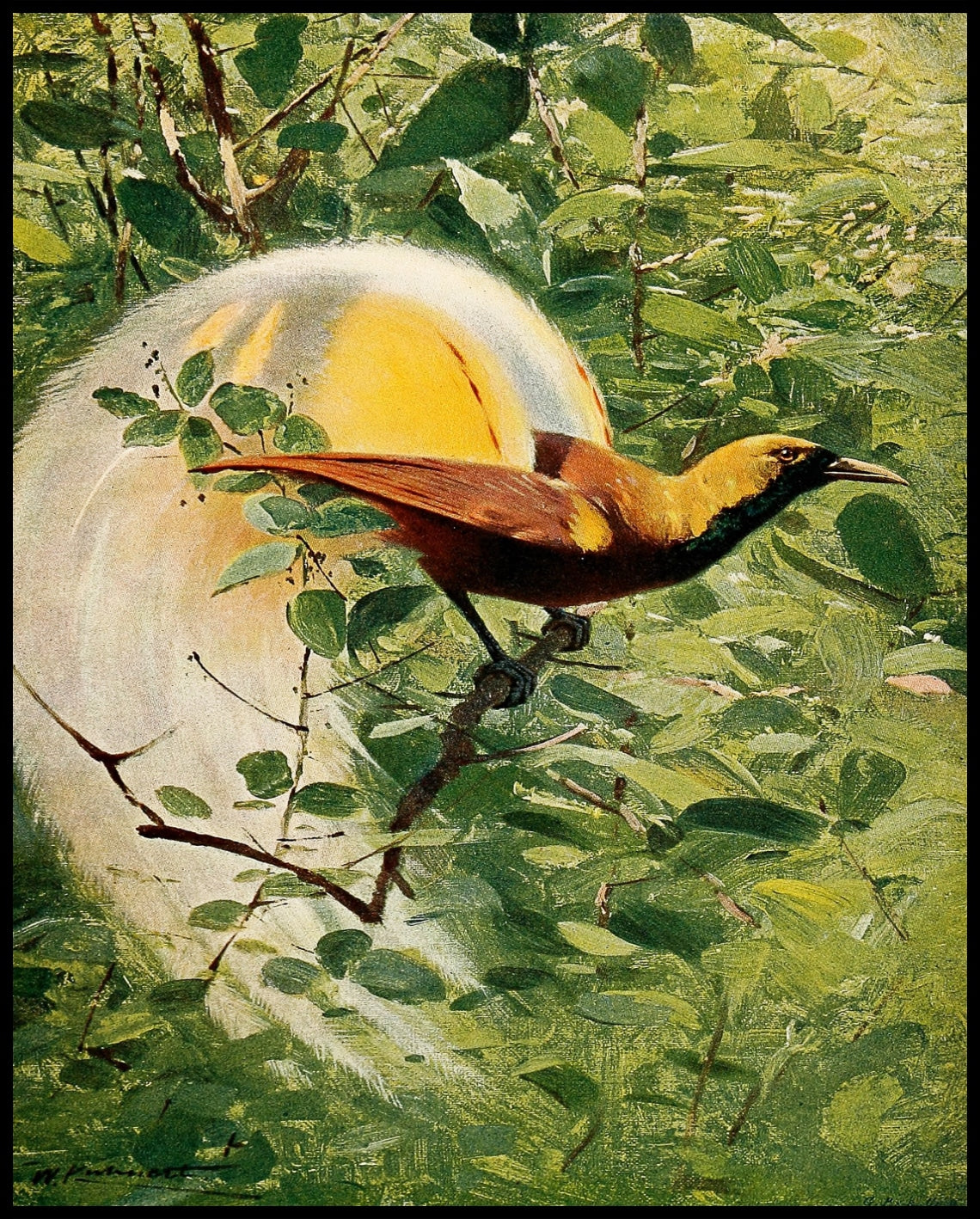 Great Bird Of Paradise