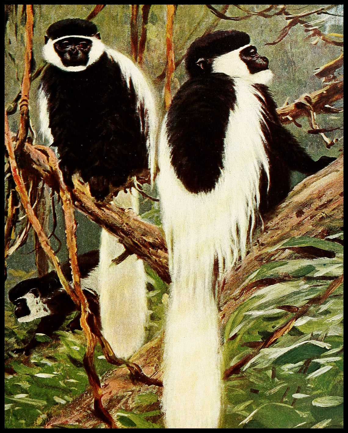 Guereza