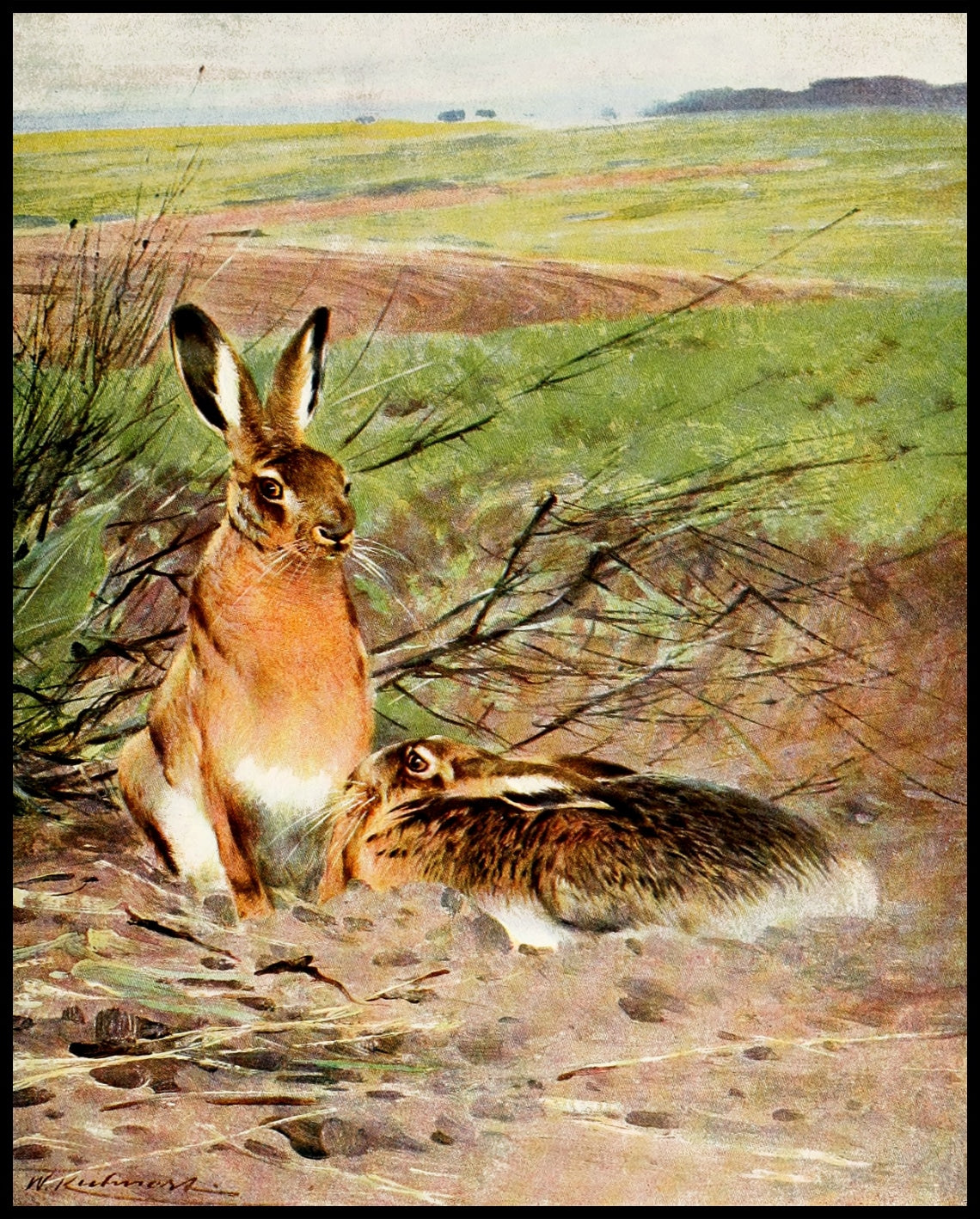 Hare