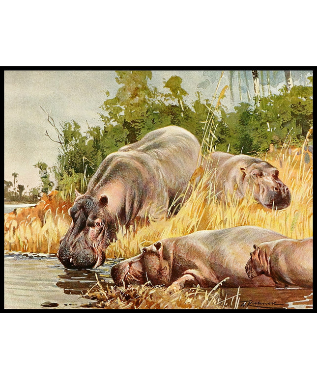 Hippopotamus