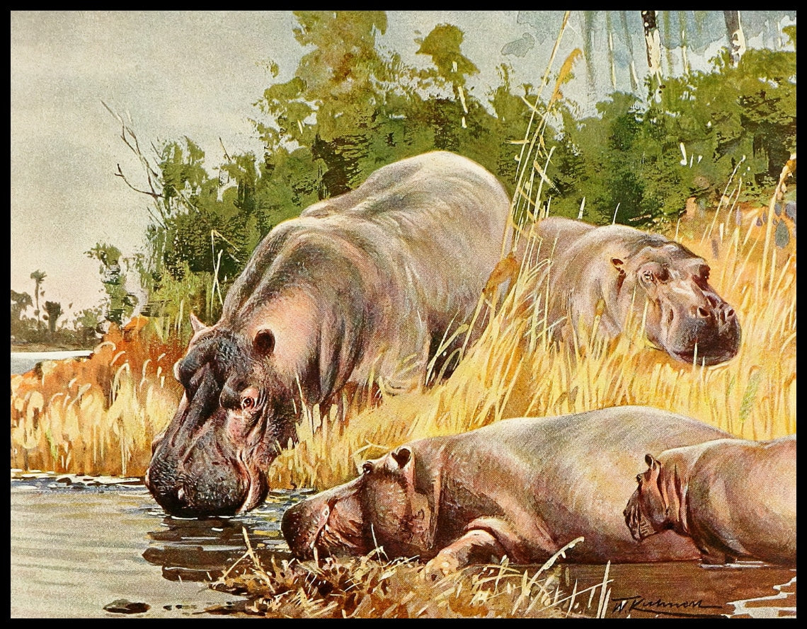 Hippopotamus