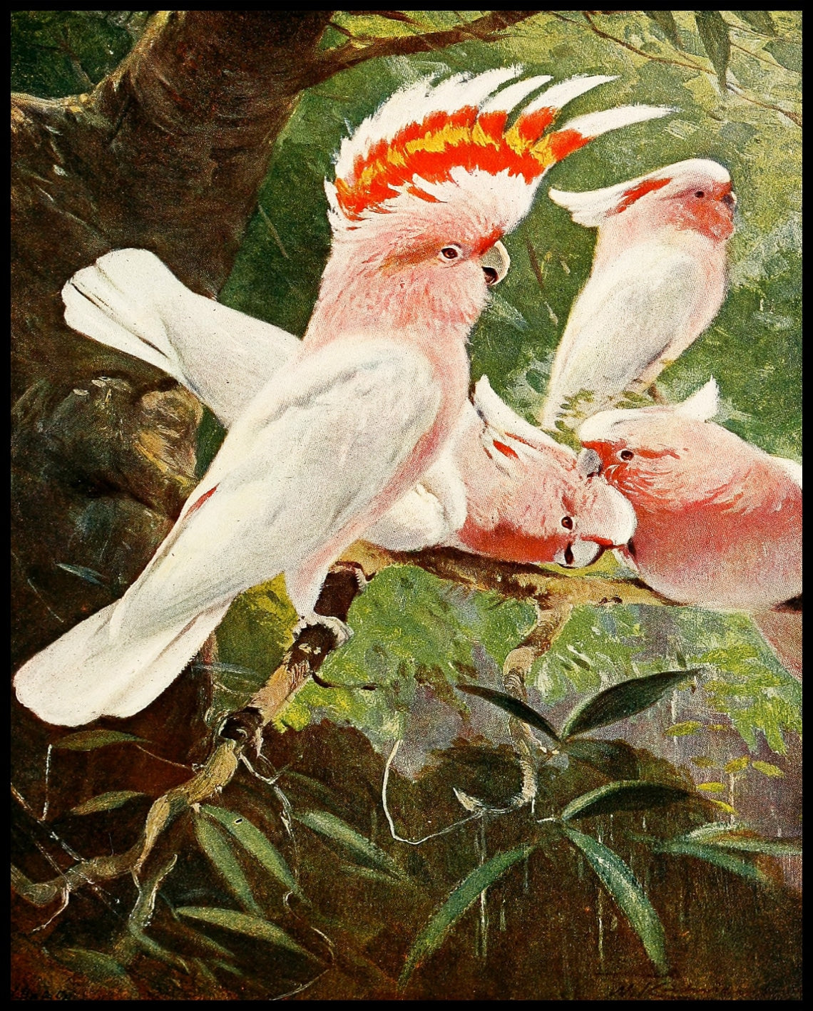 Leadbeaters Cockatoo