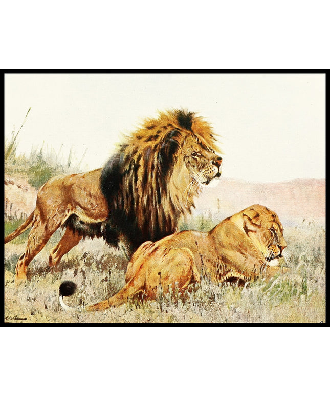 Lion And Lioness