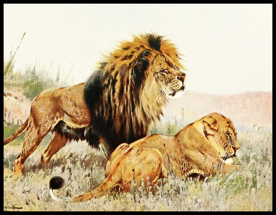 Lion And Lioness