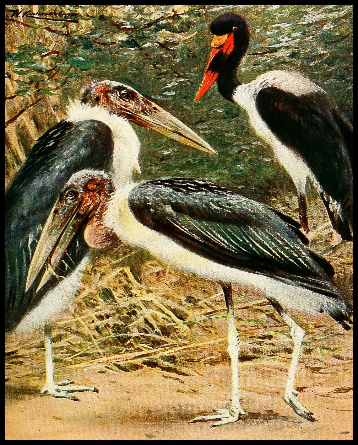 Marabou And Jabiru