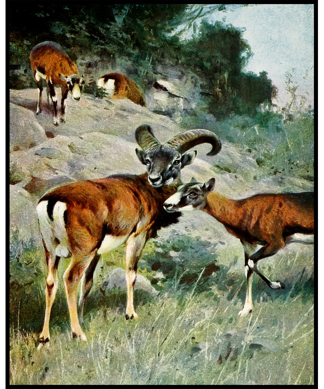 Mouflon