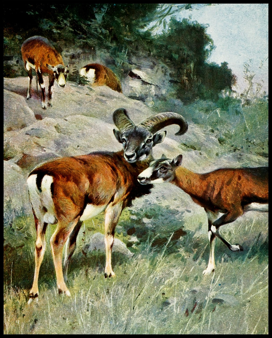 Mouflon
