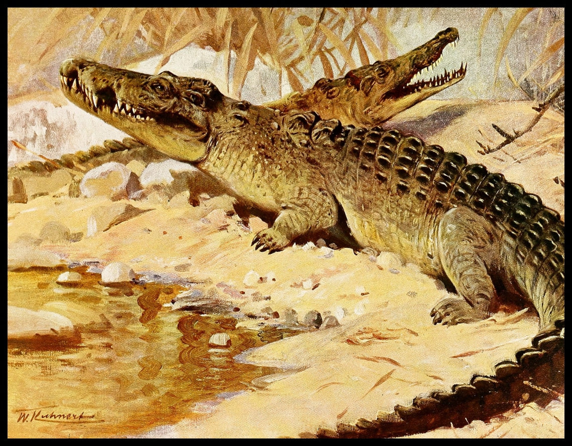 Nile Crocodile