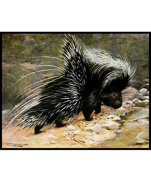 Porcupine