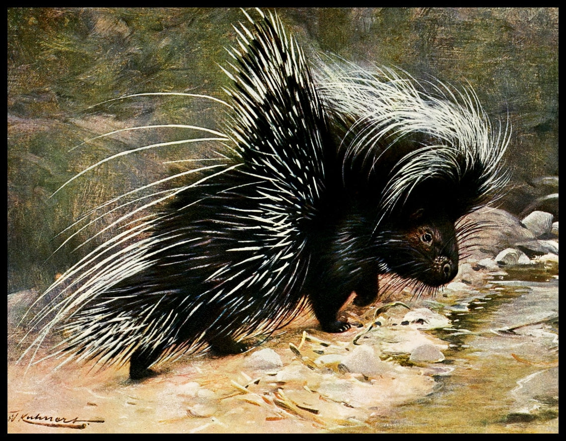 Porcupine