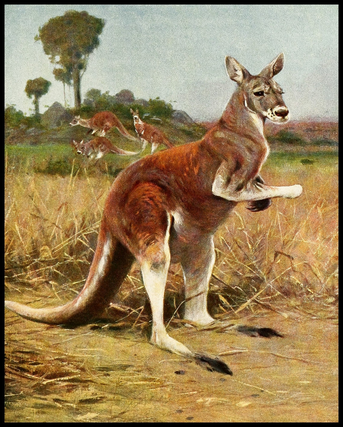 Red Kangaroo