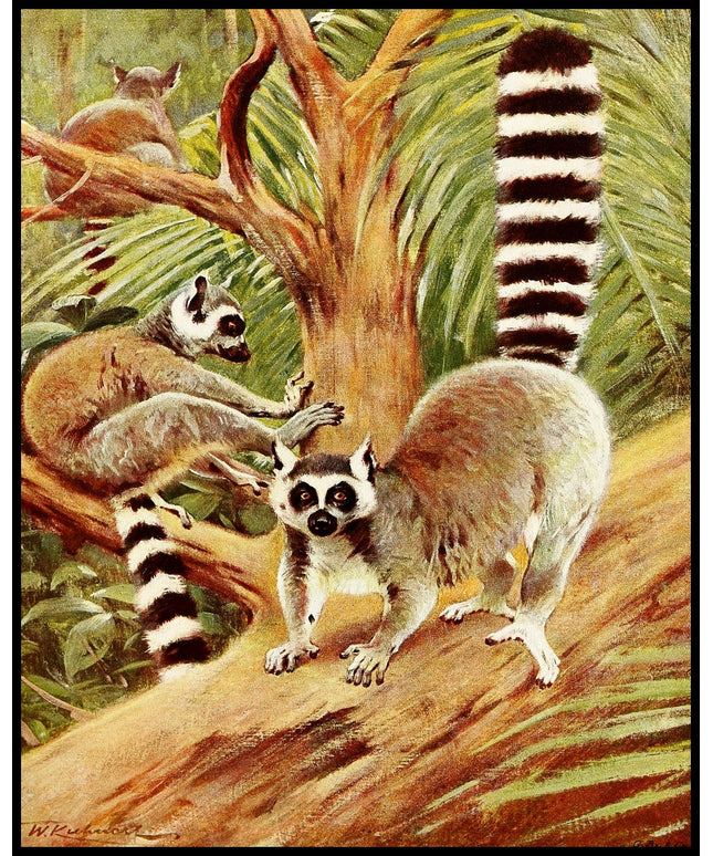 Ring Tailed Lemur