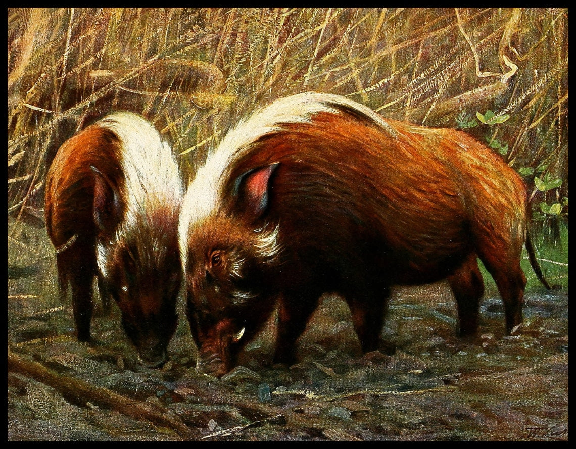 River Hog