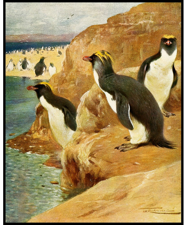 Rock Penguin