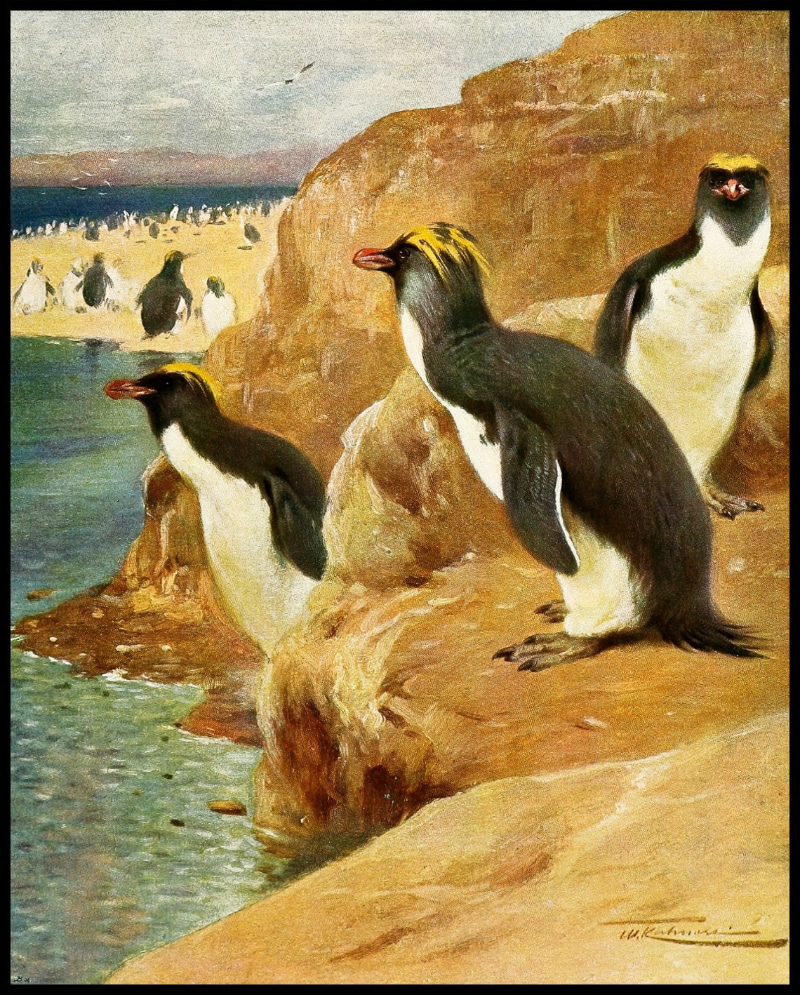 Rock Penguin