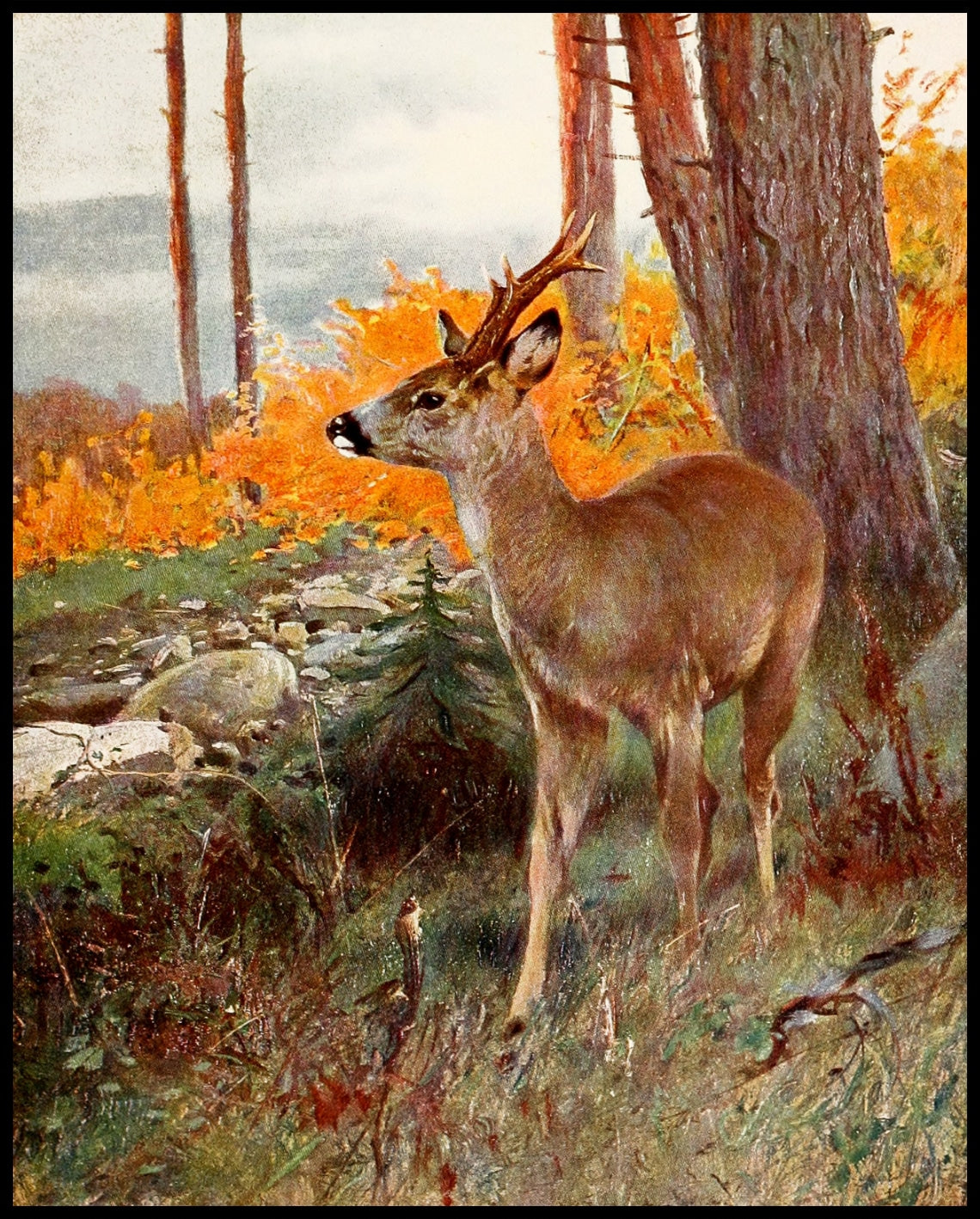 Roe Deer
