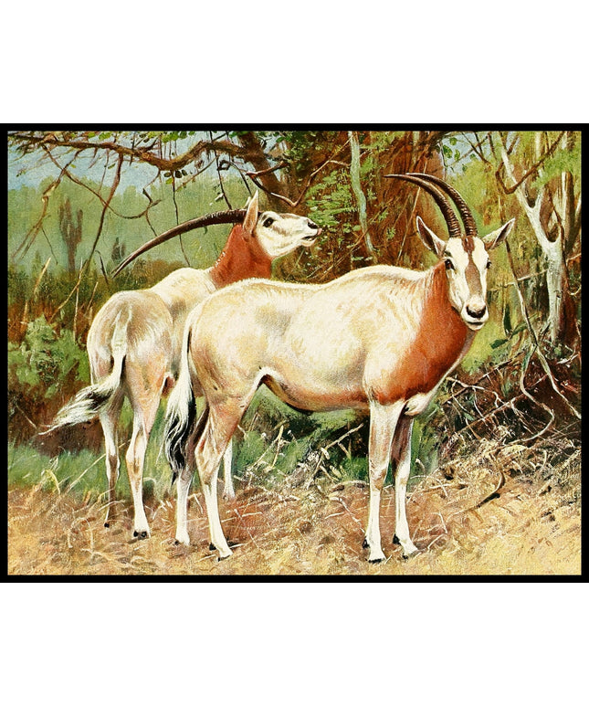 Sable Antelope