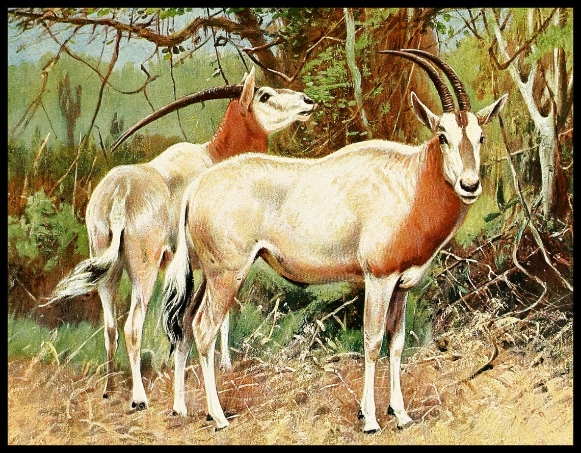 Sable Antelope
