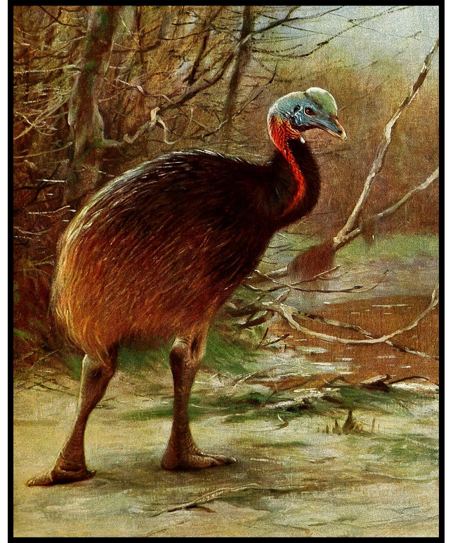 Single Wattled Cassowary