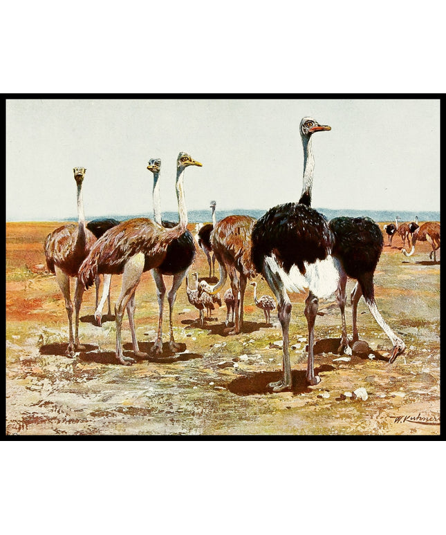 Somali Ostrich