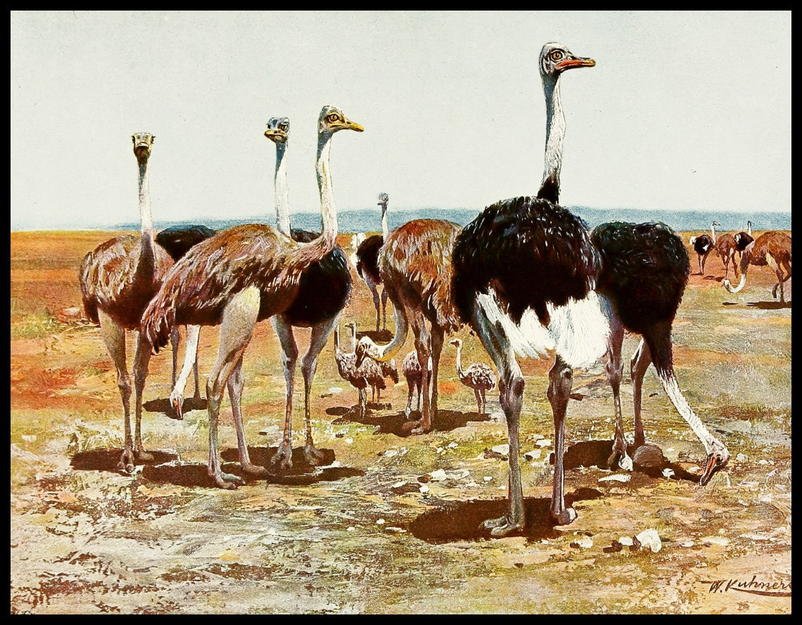 Somali Ostrich