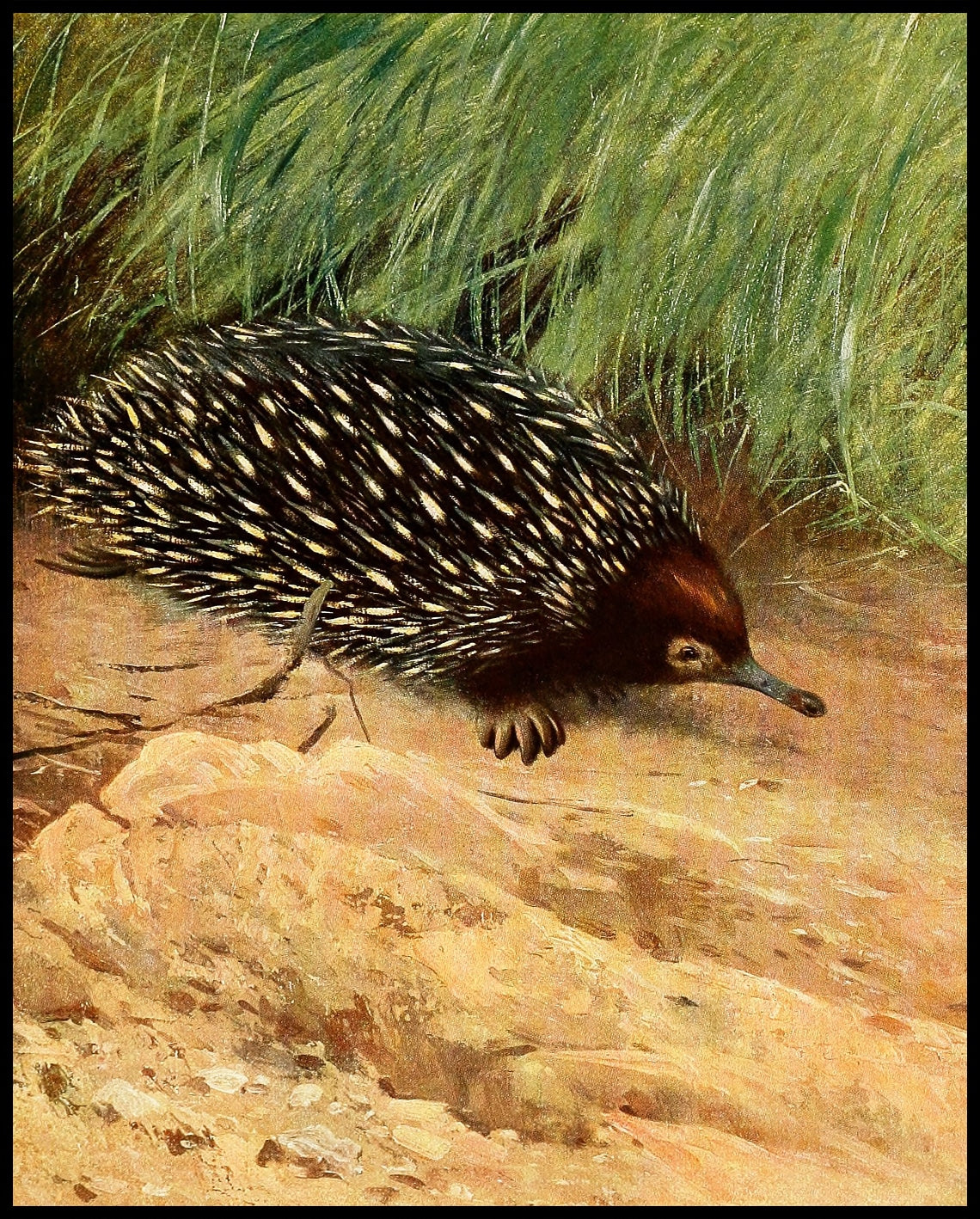 Spiny Ant Eater